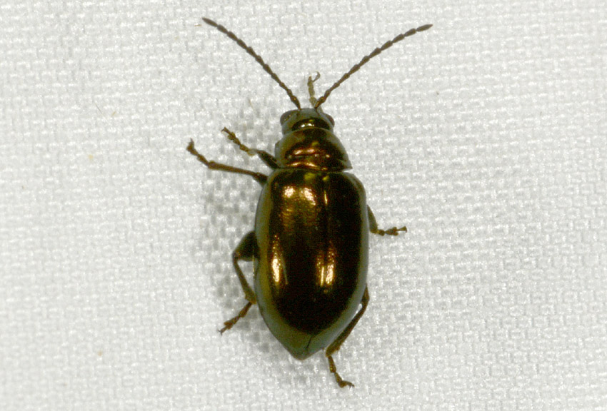 Chrysomelidae, Altica sp.